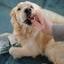 Blue Pet GoShine Skin & Coat Supplement Peanut Butter