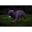 Chuckit! Air Glow Fetch Ball