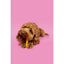 Pawtential Collagen Chew Beef Flavour Small 36g