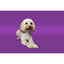 Pawtential Collagen Chew XS 6 Sticks  Beef Flavour
