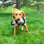 KONG Knots Belly Gorilla Medium/Large