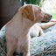William Morris Pet Mattress Willow Bough Print