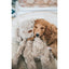 Rosewood My Dog