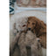Rosewood My Dog