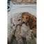 Rosewood My Dog