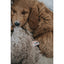 Rosewood My Dog