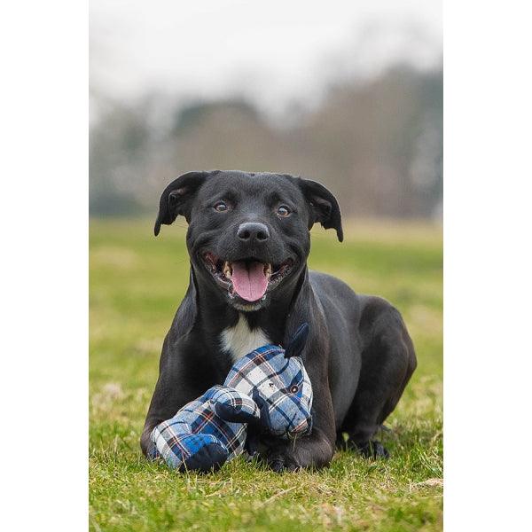 Rosewood Blueberry Bear - Ormskirk Pets