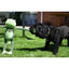 Rosewood Froggy Long Legs - Ormskirk Pets