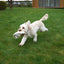 Rosewood Riverside Duck - Ormskirk Pets