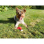 Rosewood Meaty Chicken Takeaway Leg - Ormskirk Pets