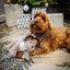 Rosewood Dasher Dino Dog Toy