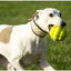 Foaber Bump Tough Dog Toy