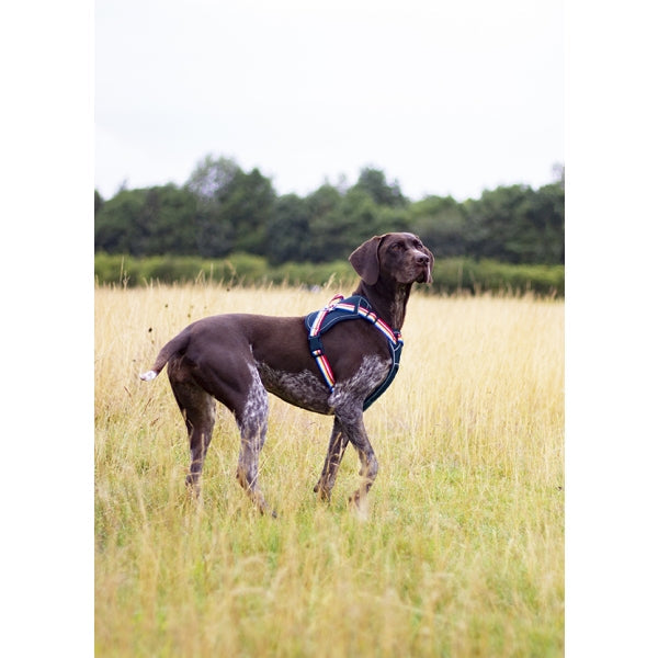 Joules Rainbow Harness