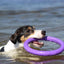 Collar Puller Dog Fitness Tool