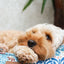 William Morris Square Dog Bed Bower Print