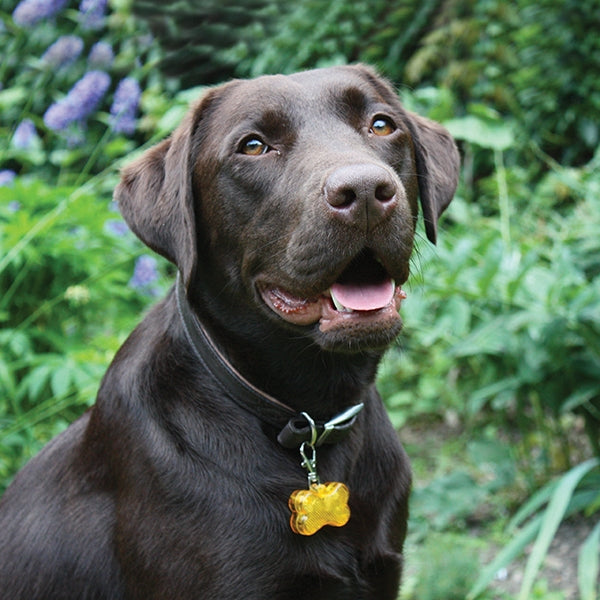Rosewood Reflective Range Bone Shaped Collar Light
