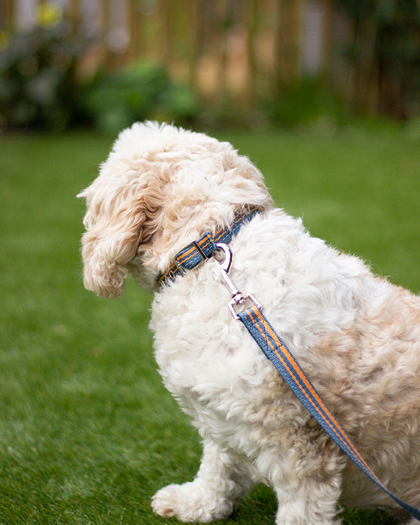 Rosewood Reflective Range Reflective Padded Collar Blue