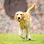 Skipdawg XFoam Ball