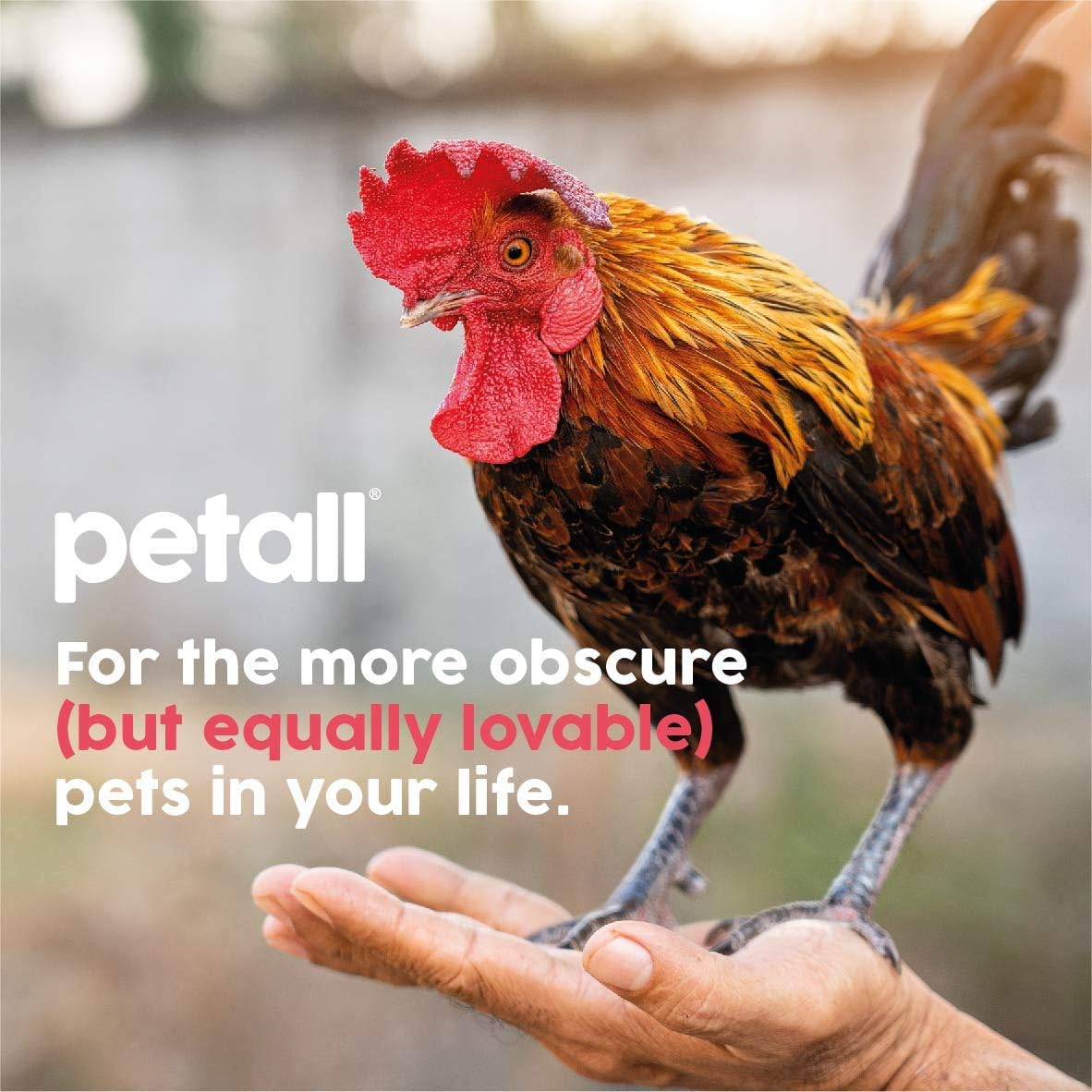 Petall Allround Giant Pet Towels 50 Wipes