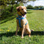 Ancol Viva Padded Harness Blue S 36-42cm