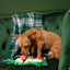 BARK Xmas Stocking Rope Tuggers