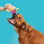 BARK Ahi Tina Dog Toy