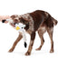 BARK Sully The Gully Dog Toy