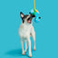 BARK Ani The Nene Goose Dog Toy