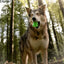 BARK Munchie The Bear Dog Toy