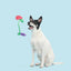 BARK Best Berry Friends Dog Toy