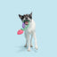 BARK Best Berry Friends Dog Toy