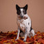BARK Fall Fetch Stick