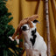 BARK Hairy Henderson Dog Toy