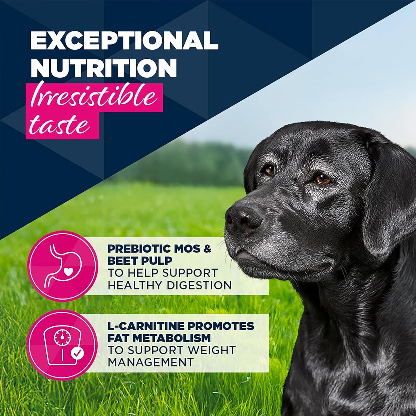 Eukanuba Cans 7+ Years Senior Dog Turkey & Carrots 6 X 400G