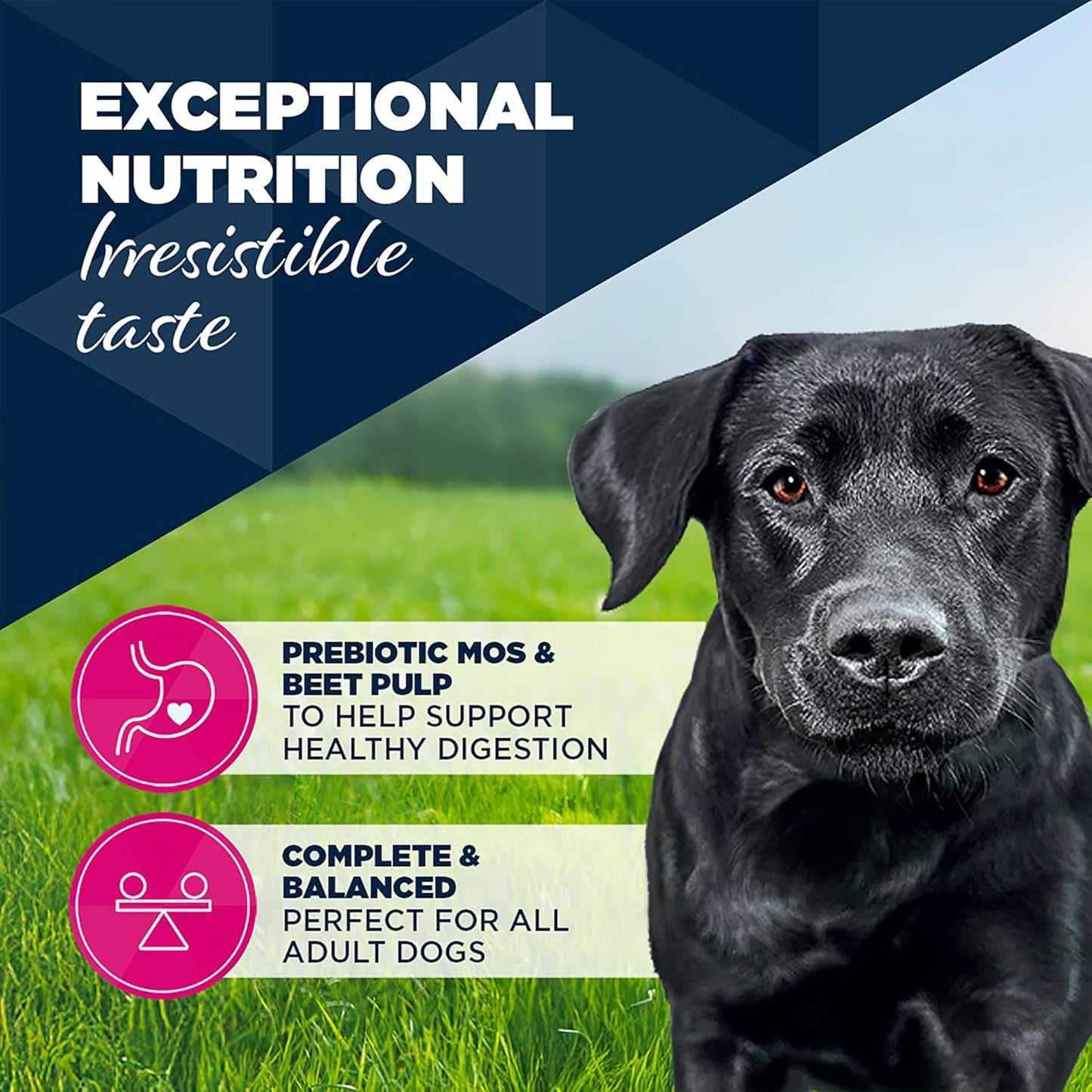 Eukanuba Cans 1-7 Years Adult Dog Turkey & Carrots 6 X 400G