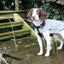 NEW LUXURY Happy Pet Reflective Coat Silver Grey Dog Puppy Coat - Ormskirk Pets