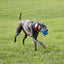 Foaber Comet Blue Tough Dog Toy