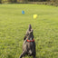 Foaber Split Tough Dog Toy