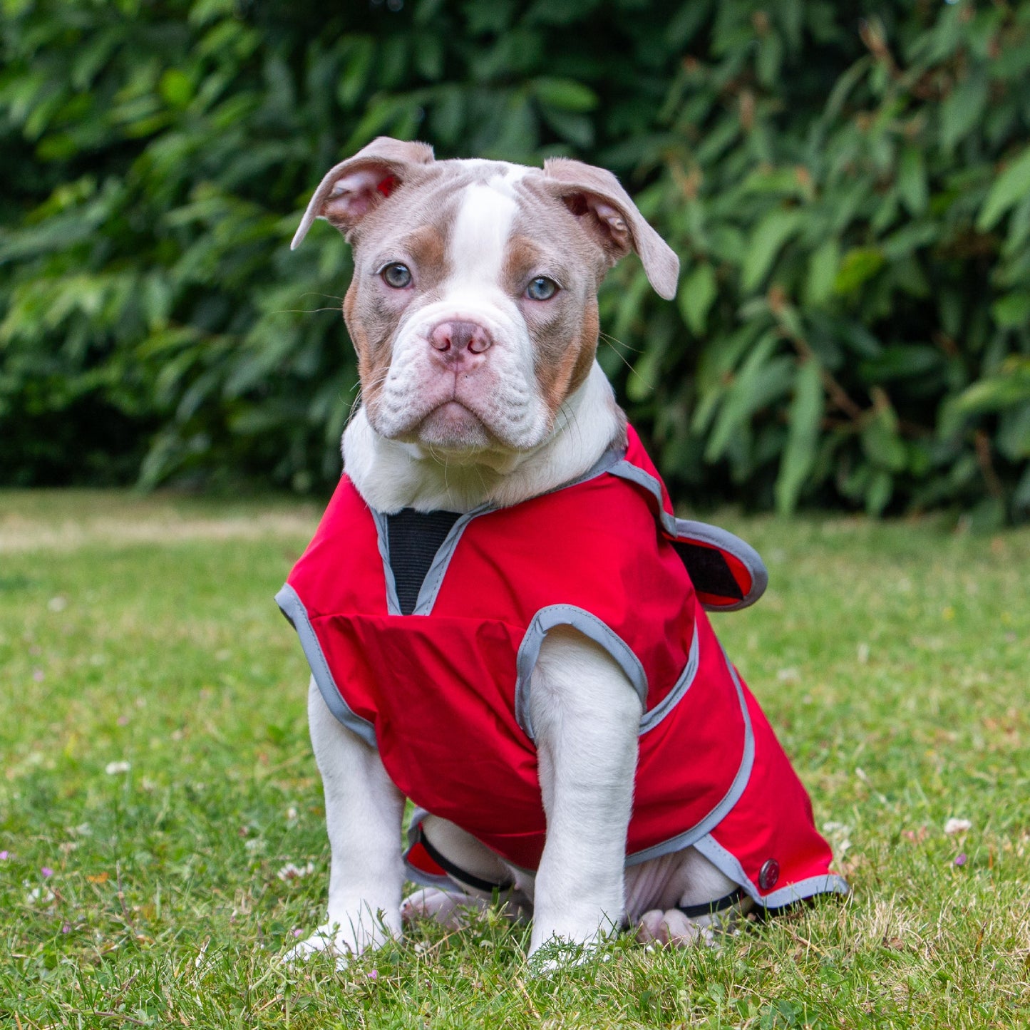 Ancol Stormguard Dog Coat Dog Coat Soft Shell Bordeaux