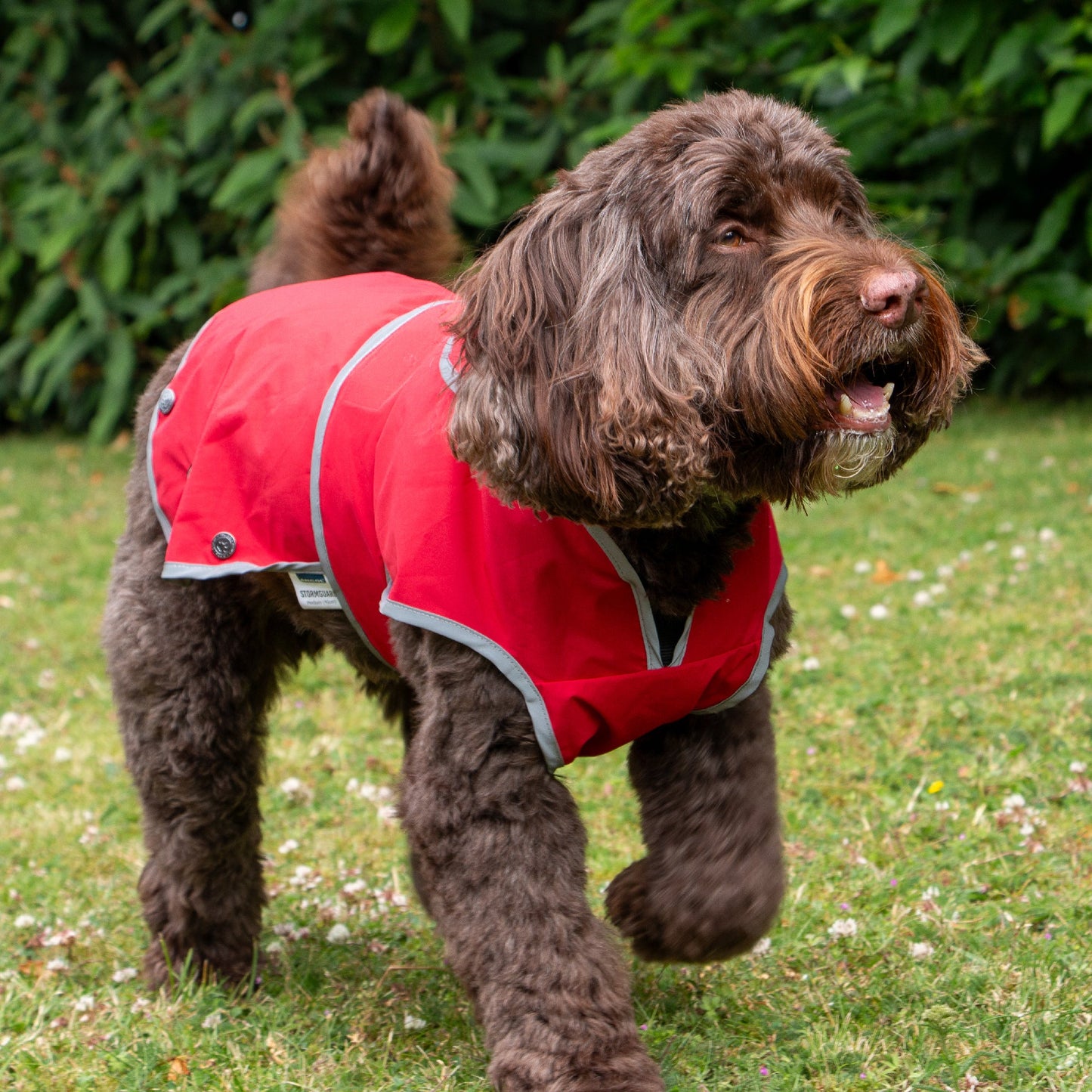 Ancol Stormguard Dog Coat Dog Coat Soft Shell Bordeaux