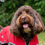Ancol Stormguard Dog Coat Dog Coat Soft Shell Bordeaux