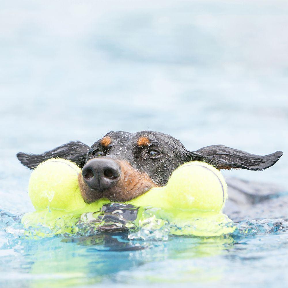 KONG AirDog Bone - Ormskirk Pets