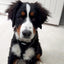 HugglePets Air Mesh Harness Black