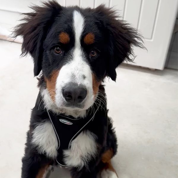 HugglePets Air Mesh Harness Black