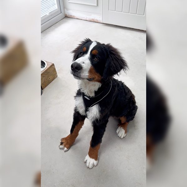 HugglePets Air Mesh Harness Black