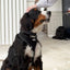 HugglePets Air Mesh Harness Black