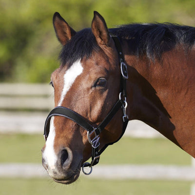 Bitz Deluxe Padded Headcollar Black Small Pony - Ormskirk Pets
