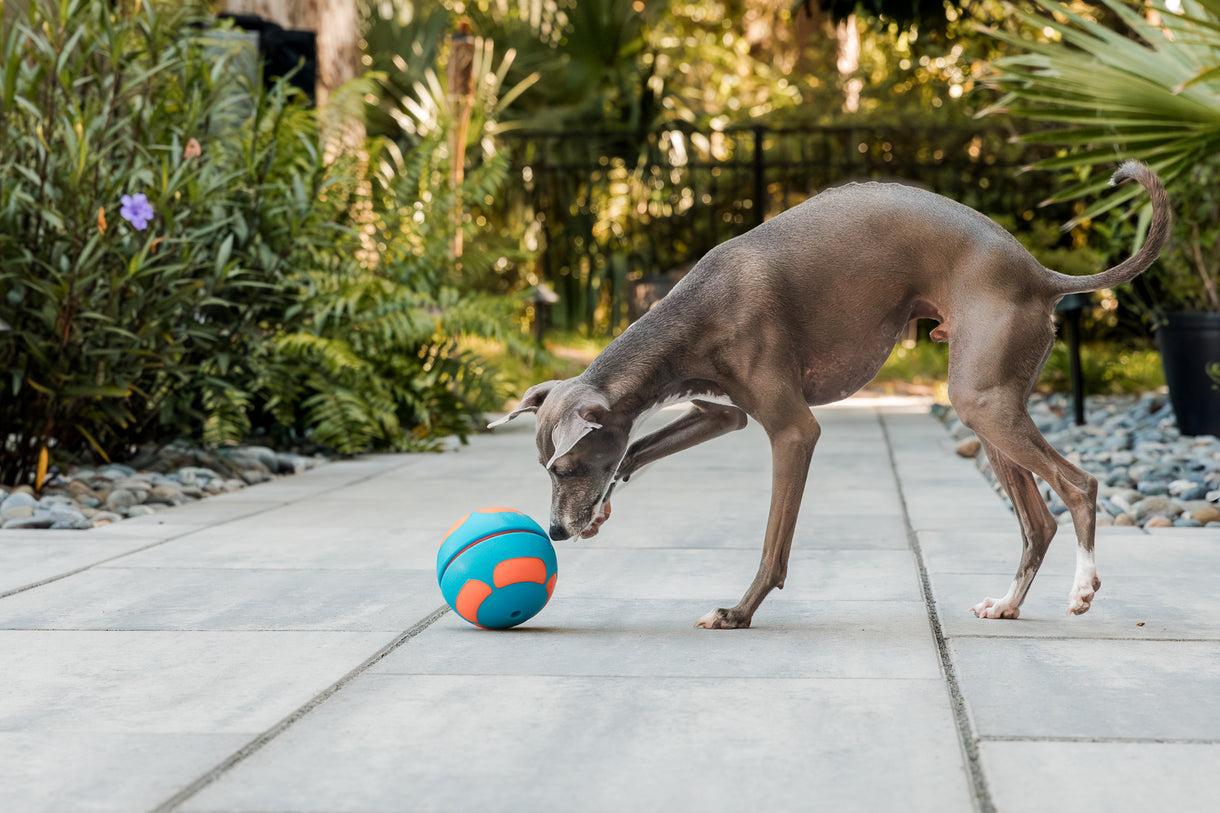 Guru Bobble Ball - Large