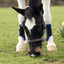 EQUILIBRIUM TRI-ZONE BRUSHING BOOTS BLACK/ROYAL BLUE