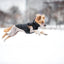 Collar Dog Jacket Airyvest Reversible